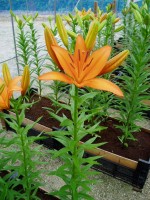 [1671 Nemo No02.JPG]